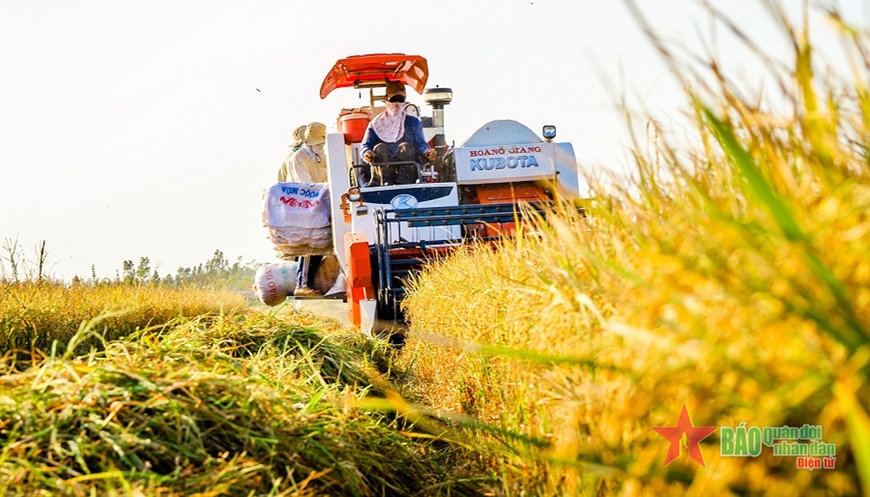 View - 	Hành trình hạt gạo Việt Nam